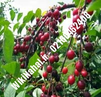 نهال گیلاس نیواستار پایه رویشی | گیلاس نیواستار پایه رویشی | نهالستان نمونه کرج ۶۶۴۶۲۴۰۸-۰۲۱