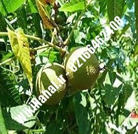 نهال گردو تویسرکانی | گردو تویسرکانی | گردوی تویسرکانی | نهالستان نمونه کرج ۰۹۱۲۰۳۹۸۴۱۶