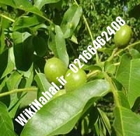 نهال گردو پیوندی | گردو پیوندی | گردوی پیوندی | نهالستان نمونه کرج ۰۹۱۲۰۳۹۸۴۱۶