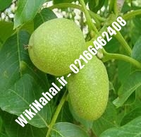 نهال گردو پکان | گردو پکان | گردوی پکان | نهالستان نمونه کرج ۰۹۱۲۰۳۹۸۴۱۶