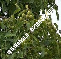 نهال گردو پدرو | گردو پدرو | گردوی پدرو | نهالستان نمونه کرج ۰۹۱۲۰۳۹۸۴۱۶