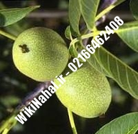 نهال گردو پاین | گردو پاین | گردوی پاین | نهالستان نمونه کرج ۰۹۱۲۰۳۹۸۴۱۶