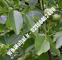 نهال گردو پاریزین | گردو پاریزین | گردوی پاریزین | نهالستان نمونه کرج ۰۹۱۲۰۳۹۸۴۱۶