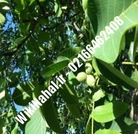 فروش نهال گردو دیرگل | فروش گردو دیرگل | فروش گردوی دیرگل | نهالستان نمونه کرج ۰۹۱۲۰۳۹۸۴۱۶