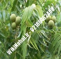 قیمت نهال گردو ارمنستان | قیمت گردو ارمنستان |قیمت گردوی ارمنستان| نهالستان نمونه کرج ۰۹۱۲۰۳۹۸۴۱۶