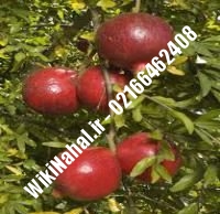 نهال انار قچاق قم | انار قچاق قم | نهالستان نمونه کرج ۶۶۴۶۲۴۰۸-۰۲۱