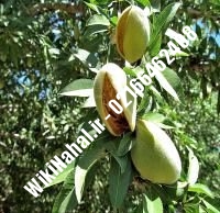 نهال بادام فرانسوی | بادام فرانسوی | نهالستان نمونه کرج ۶۶۴۶۲۴۰۸-۰۲۱