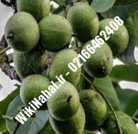 فروش نهال گردو اسرائیلی پاکوتاه | فروش گردو اسرائیلی پاکوتاه | فروش گردوی اسرائیلی پاکوتاه | نهالستان نمونه کرج ۰۹۱۲۰۳۹۸۴۱۶