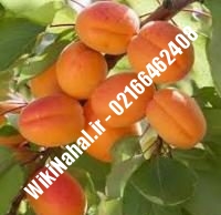 نهال زردآلو ویکات | زردالو ویکات | نهالستان نمونه کرج ۶۶۴۶۲۴۰۸-۰۲۱