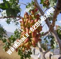 نهال پسته گرمه پیوندی | پسته گرمه پیوندی | نهالستان نمونه کرج ۶۶۴۶۲۴۰۸-۰۲۱