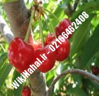 نهال گیلاس ژنوتیپ | گیلاس ژنوتیپ | نهالستان نمونه کرج ۶۶۴۶۲۴۰۸-۰۲۱