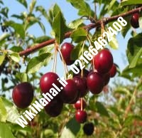 نهال آلبالو گیسی پایه رویشی | آلبالو گیسی پایه رویشی | نهالستان نمونه کرج ۶۶۴۶۲۴۰۸-۰۲۱