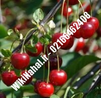 نهال گیلاس ژنوتیپ پایه رویشی | گیلاس ژنوتیپ پایه رویشی | نهالستان نمونه کرج ۶۶۴۶۲۴۰۸-۰۲۱