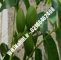 فروش نهال گردو چندلر |فروش گردو چندلر |فروش گردوی چندلر | نهالستان نمونه کرج ۰۹۱۲۰۳۹۸۴۱۶