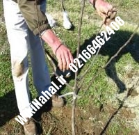 فروش نهال گردو دماوند | فروش گردو دماوند |فروش گردوی دماوند | نهالستان نمونه کرج ۰۹۱۲۰۳۹۸۴۱۶