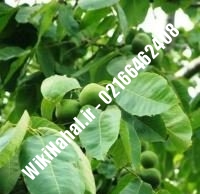 فروش نهال گردو ارمنستان | فروش گردو ارمنستان |فروش گردوی ارمنستان| نهالستان نمونه کرج ۰۹۱۲۰۳۹۸۴۱۶