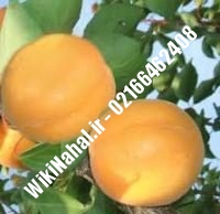 نهال زردآلو هاروجم | زردالو هاروجم | نهالستان نمونه کرج ۶۶۴۶۲۴۰۸-۰۲۱