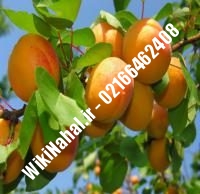نهال زردآلو میرزایی | زردالو میرزایی | نهالستان نمونه کرج ۶۶۴۶۲۴۰۸-۰۲۱