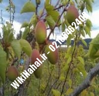 نهال زردآلو شناسنامه دار | زردالو شناسنامه دار | نهالستان نمونه کرج ۶۶۴۶۲۴۰۸-۰۲۱