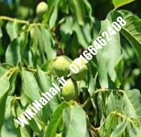 فروش نهال گردو اسرائیلی خوشه ای | فروش گردو اسرائیلی خوشه ای | فروش گردوی اسرائیلی خوشه ای | نهالستان نمونه کرج ۰۹۱۲۰۳۹۸۴۱۶