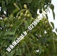 نهال گردو مراغه | گردو مراغه | گردوی مراغه | نهالستان نمونه کرج ۰۹۱۲۰۳۹۸۴۱۶