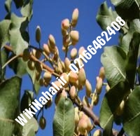 نهال پسته شاه پسند پیوندی | پسته شاه پسند پیوندی | نهالستان نمونه کرج ۶۶۴۶۲۴۰۸-۰۲۱