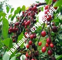 نهال گیلاس ناپلئون پایه رویشی | گیلاس ناپلئون پایه رویشی | نهالستان نمونه کرج ۶۶۴۶۲۴۰۸-۰۲۱