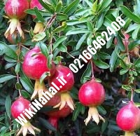 نهال انار قندهار | انار قندهار | نهالستان نمونه کرج ۶۶۴۶۲۴۰۸-۰۲۱