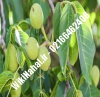 فروش نهال گردو جمال | فروش گردو جمال |فروش گردوی جمال | نهالستان نمونه کرج ۰۹۱۲۰۳۹۸۴۱۶