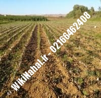 فروش نهال گردو تویسرکانی | فروش گردو تویسرکانی | فروش گردوی تویسرکانی | نهالستان نمونه کرج ۰۹۱۲۰۳۹۸۴۱۶