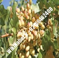 نهال پسته کله قوچی پیوندی | پسته کله قوچی پیوندی | نهالستان نمونه کرج ۶۶۴۶۲۴۰۸-۰۲۱