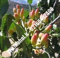 نهال پسته فندقی پیوندی | پسته فندقی پیوندی | نهالستان نمونه کرج ۶۶۴۶۲۴۰۸-۰۲۱