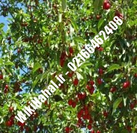 نهال گیلاس شیشه ای | گیلاس شیشه ای | نهالستان نمونه کرج ۶۶۴۶۲۴۰۸-۰۲۱