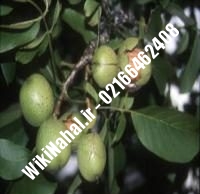 فروش نهال گردو پدرو |فروش گردو پدرو | فروش گردوی پدرو | نهالستان نمونه کرج ۰۹۱۲۰۳۹۸۴۱۶