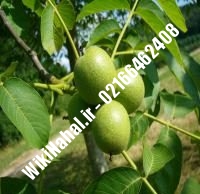 قیمت نهال گردو فرنور | قیمت گردو فرنور |قیمت گردوی فرنور | نهالستان نمونه کرج ۰۹۱۲۰۳۹۸۴۱۶