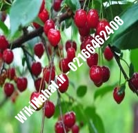 نهال آلبالو محلی پایه رویشی | آلبالو محلی پایه رویشی | نهالستان نمونه کرج ۶۶۴۶۲۴۰۸-۰۲۱