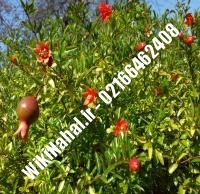 نهال انار ملس ترش ساوه | انار ملس ترش ساوه | نهالستان نمونه کرج ۶۶۴۶۲۴۰۸-۰۲۱