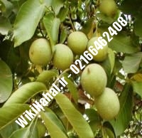 نهال گردو ژنوتیپ | گردو ژنوتیپ | گردوی ژنوتیپ | نهالستان نمونه کرج ۰۹۱۲۰۳۹۸۴۱۶