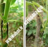 قیمت نهال گردو شهمیرزاد | قیمت گردو شهمیرزاد |قیمت گردوی شهمیرزاد | نهالستان نمونه کرج ۰۹۱۲۰۳۹۸۴۱۶