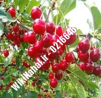 نهال آلبالو مجاری دیررس پایه رویشی | آلبالو مجاری دیررس پایه رویشی | نهالستان نمونه کرج ۶۶۴۶۲۴۰۸-۰۲۱