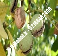 نهال گردو کن | گردو کن | گردوی کن | نهالستان نمونه کرج ۰۹۱۲۰۳۹۸۴۱۶