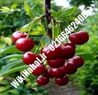 نهال آلبالو مجاری پیش رس پایه رویشی | آلبالو مجاری پیش رس پایه رویشی | نهالستان نمونه کرج ۶۶۴۶۲۴۰۸-۰۲۱