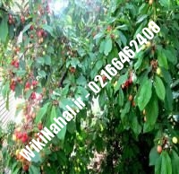 نهال گیلاس شیشه ای پایه رویشی | گیلاس شیشه ای پایه رویشی | نهالستان نمونه کرج ۶۶۴۶۲۴۰۸-۰۲۱