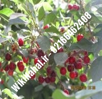 نهال گیلاس نوبل پایه رویشی | گیلاس نوبل پایه رویشی | نهالستان نمونه کرج ۶۶۴۶۲۴۰۸-۰۲۱