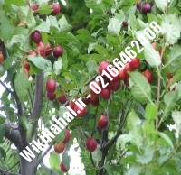 نهال گیلاس نیواستار | گیلاس نیواستار | نهالستان نمونه کرج ۶۶۴۶۲۴۰۸-۰۲۱