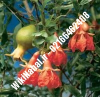 نهال انار ملس یزدی | انار ملس یزدی | نهالستان نمونه کرج ۶۶۴۶۲۴۰۸-۰۲۱