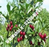 نهال گیلاس سفید ارومیه پایه رویشی | گیلاس سفید ارومیه پایه رویشی | نهالستان نمونه کرج ۶۶۴۶۲۴۰۸-۰۲۱