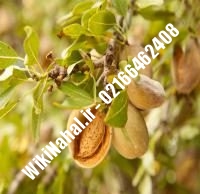 نهال بادام شکوفه | بادام شکوفه | نهالستان نمونه کرج ۶۶۴۶۲۴۰۸-۰۲۱