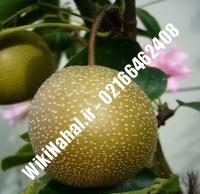 نهال گلابی کشت بافت | گلابی کشت بافت | نهالستان نمونه کرج ۶۶۴۶۲۴۰۸-۰۲۱