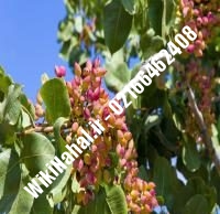 نهال پسته شناسنامه دار پیوندی | پسته شناسنامه دار پیوندی | نهالستان نمونه کرج ۶۶۴۶۲۴۰۸-۰۲۱